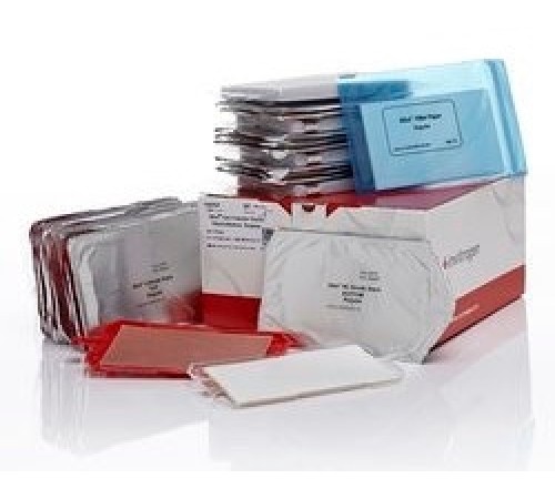 Мембраны iBlot Transfer Stack, для переноса белков, 0,2 мкм, нитроцеллюлоза, 13,5 x 8 см, Thermo FS Мембраны iBlot Transfer Stack, для переноса белков, 0,2 мкм, нитроцеллюлоза, 13,5 x 8 см, Thermo FS